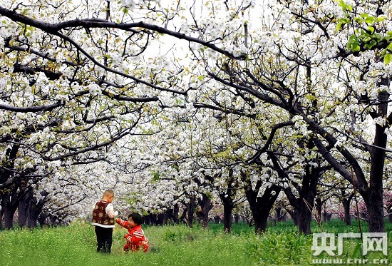 “花漾新津”迎别样梨花季 这份赏花交通攻略请收好